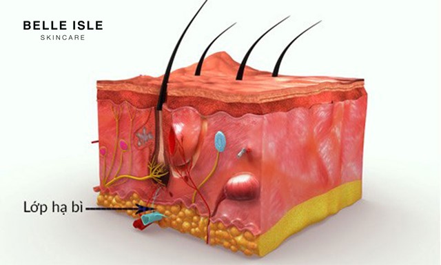 cấu trúc và chức năng da